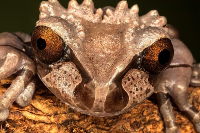 2crowned-tree-frog-jim-zuckerman