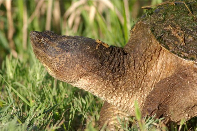 2hbong14snapper-043-copy