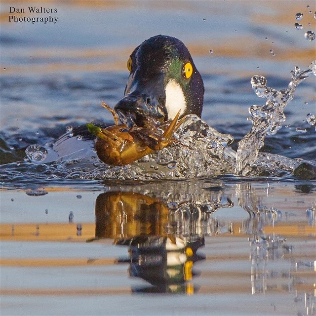 3danwalterscommongoldeneyecrayfish