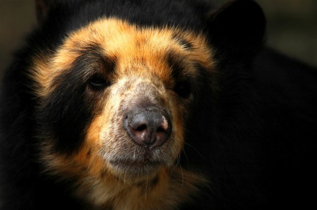 11dlions-bears-tigers-083