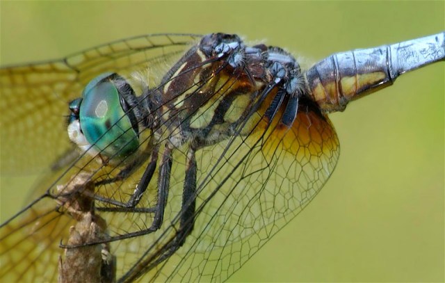 2hzzzzzinsects-wh-034