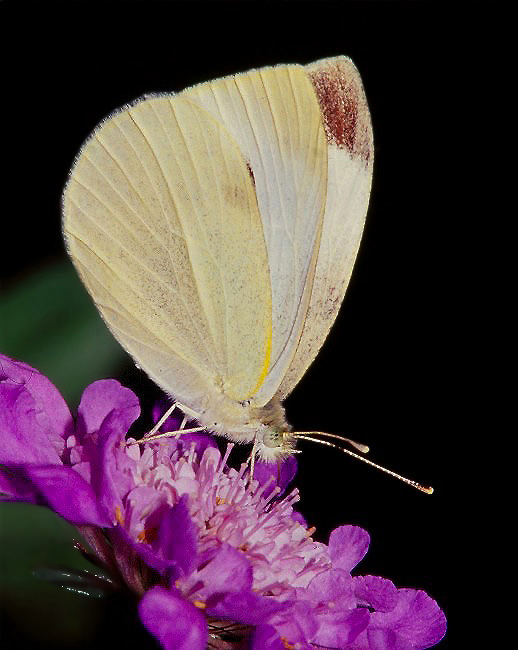 2lslidesbutterfly-011