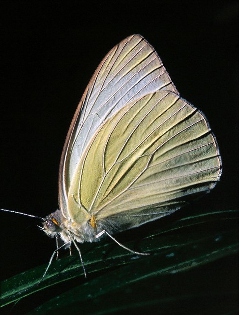 2nslidesbutterfly-044