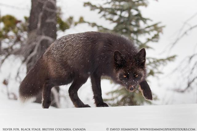 17620419_10211734054083329_2433896990420609401_o