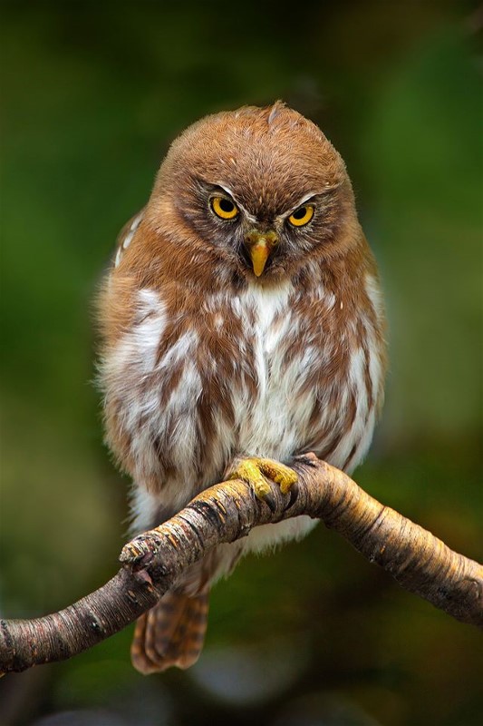 1pigmyowlJimZuckerman