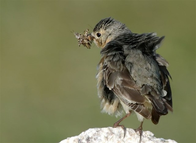 1PicasMarmotsBirds 018