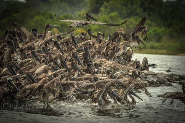 b18424132_10213317045109063_2973657207776209354_n