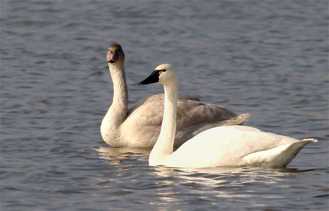 Copy of SwanDucks 059