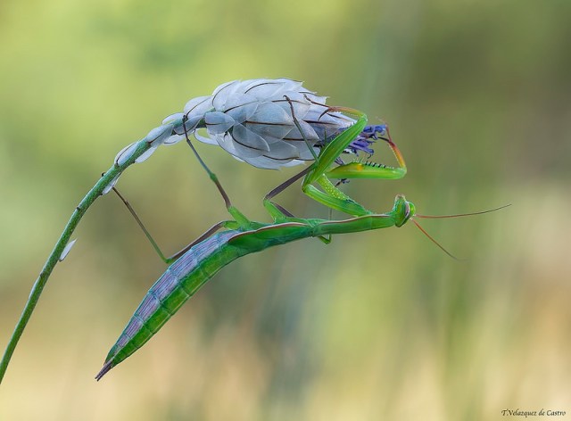 932765875896_8ba579f088_c