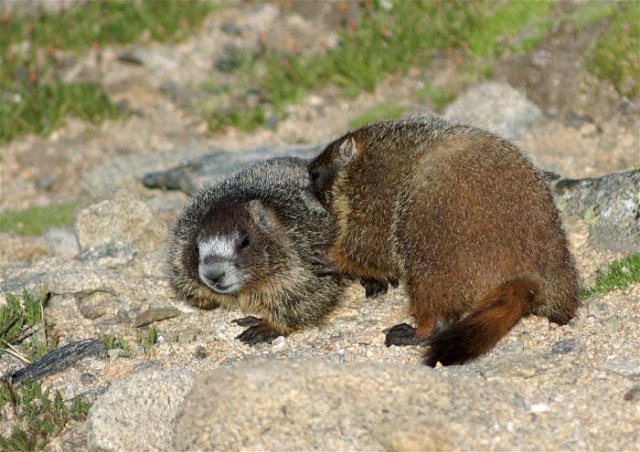 PicasMarmotsBirds 069