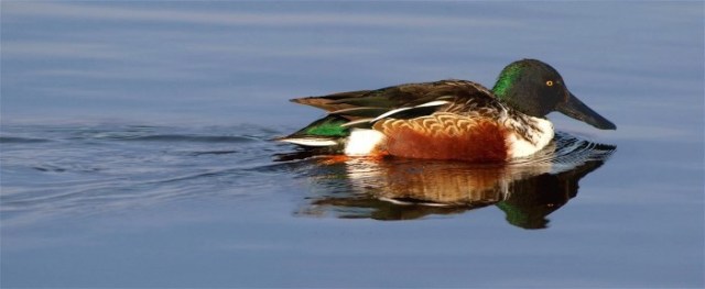 Copy of HorN1 012text