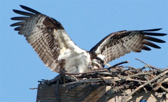 zCopy of Osprey2008cd116