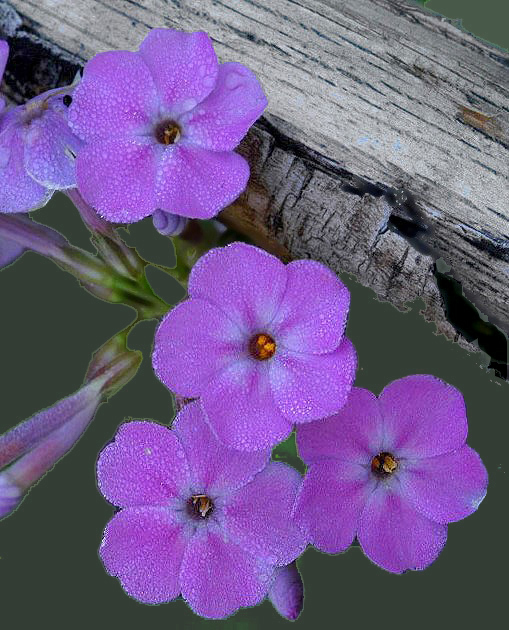 6Phlox Branchbc