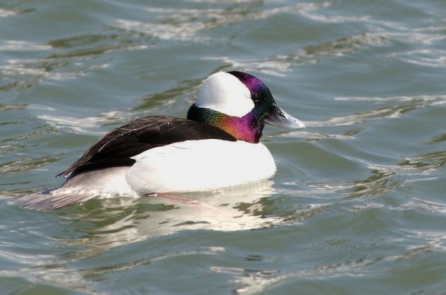 Copy of xCopy of DSC_7864