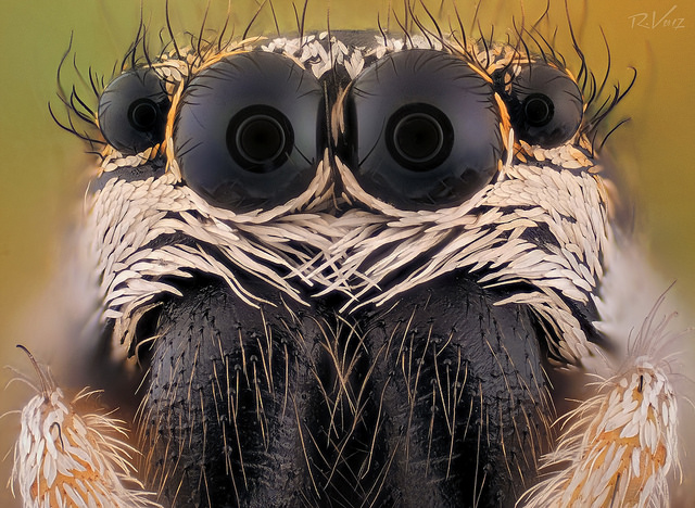 23719303788_ef7fc1d1b3_z