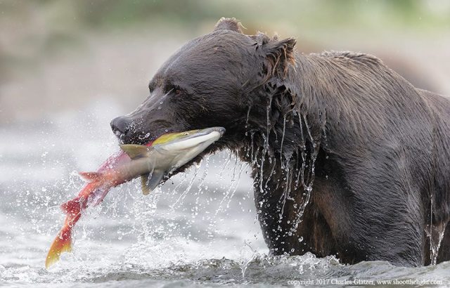 brownbearsalmonalaskaCGlatzer