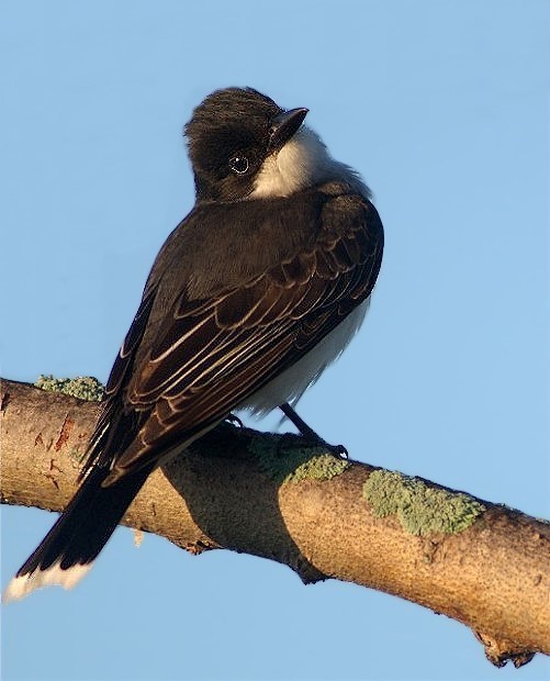 Copy of KbirdEgretb 024