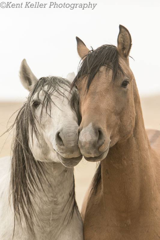 FOAL STALLION great basin desert utah kent keller