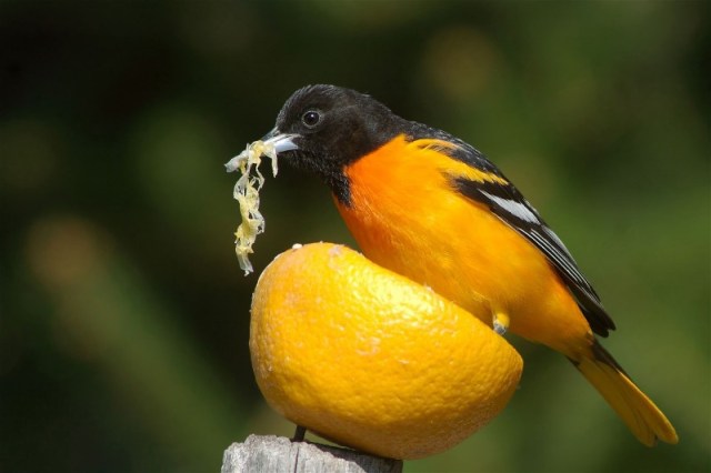 RBGrosOriole 080