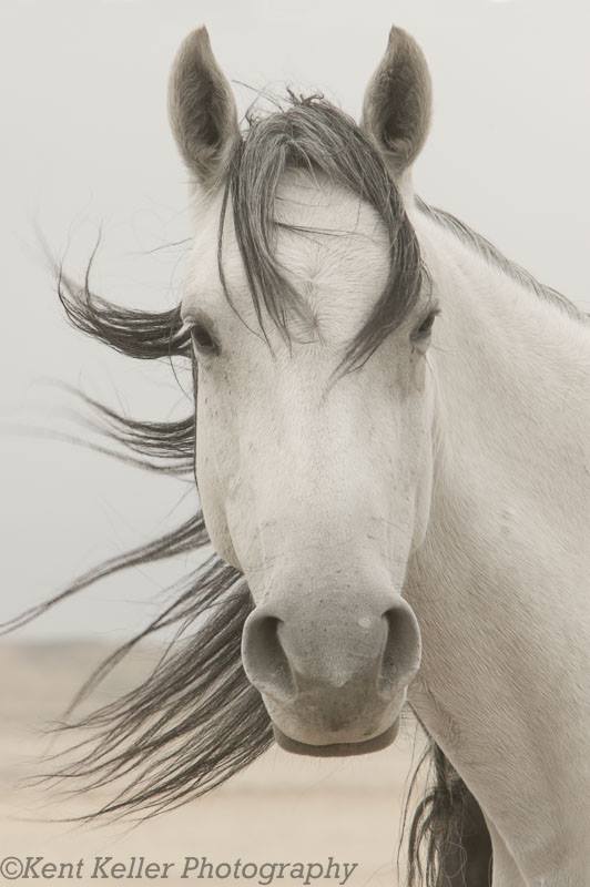 wildmaregreat basin desert utah kent keller