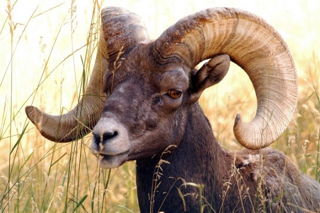 16BIGHORN