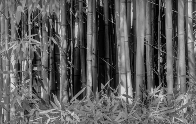 bamboo Ren Lawrence