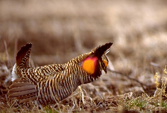 19Prairie Chicken