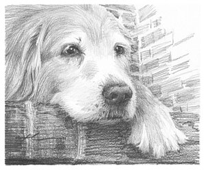 old-labrador-dog-resting-pencil-portrait-mike-theuer