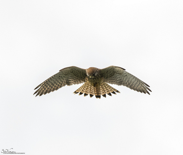 6SteveWaddinghamKestrel