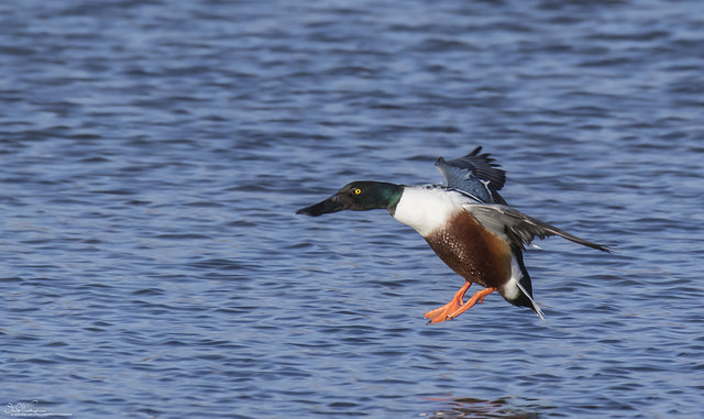 NshovelerSteveWaddingham