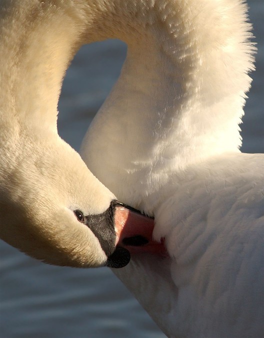 19Copy of NewSwan 227