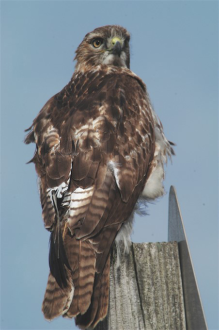 9DSC_5253Broad-winged