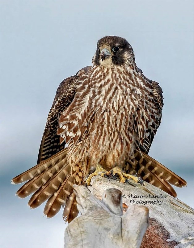 PeregrineFalconSharonLandis