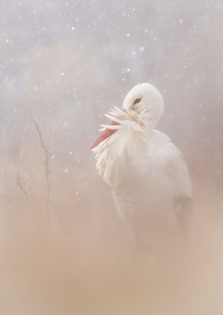 1ToriAndrewstoeksnow