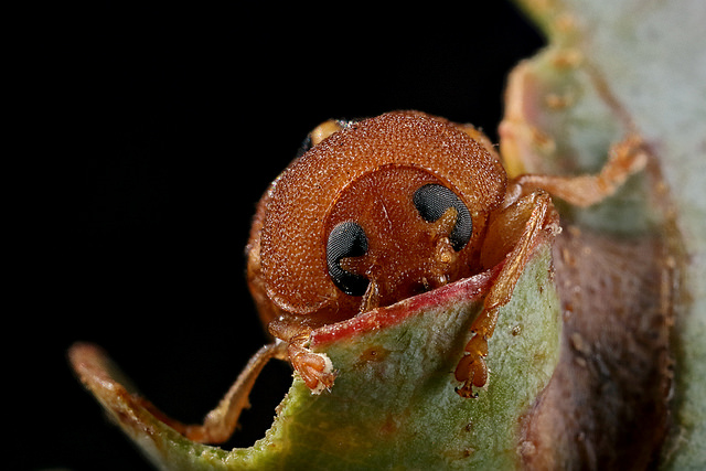 2BeetlePatrickKavanagh