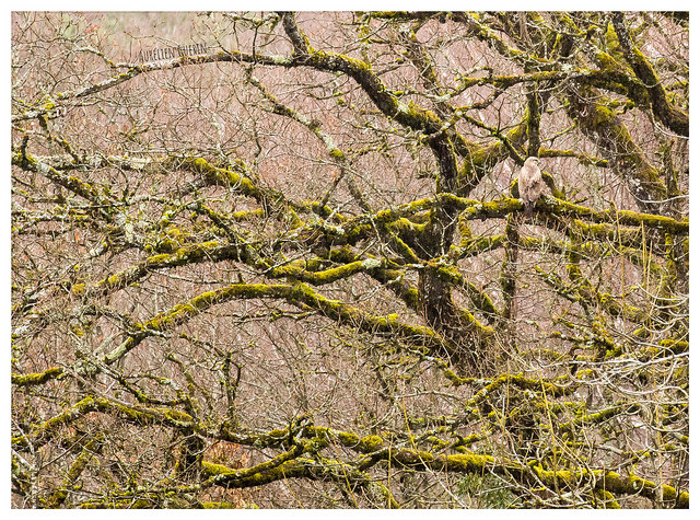 4buzzardmossAurelien