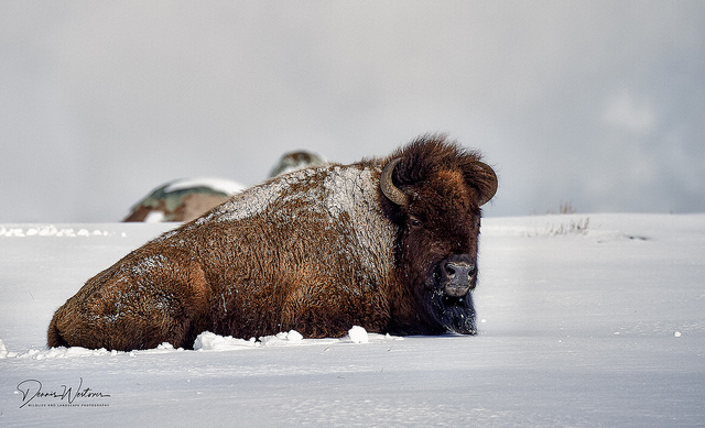 1BisonYS DennisWestover