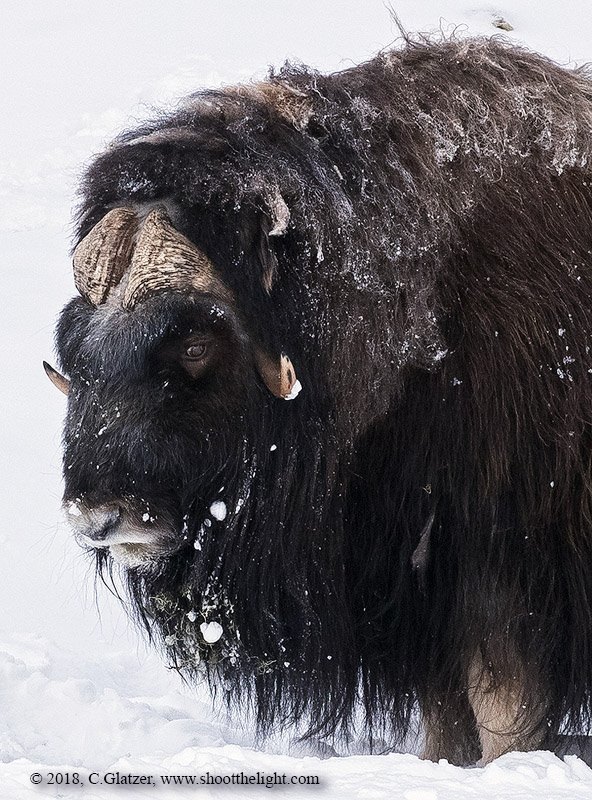 1muskoxcharlesglatzer