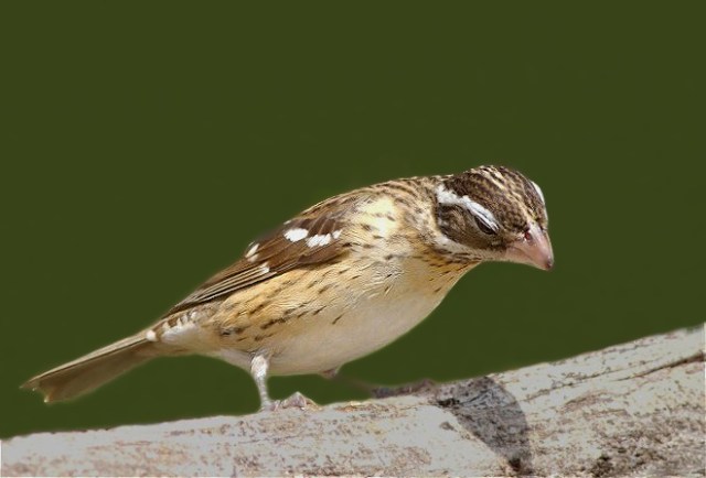 21Copy of BuntingGB 053