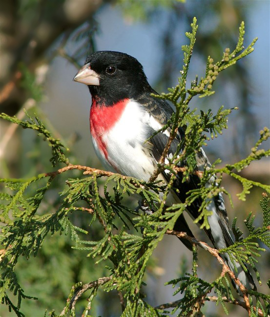 22HawthornOrioles 068