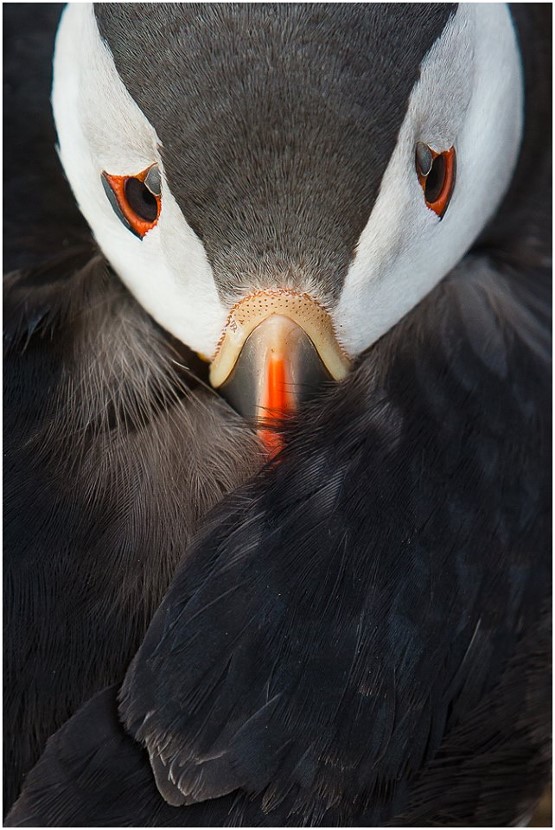 3kevinmorgansAtlanticPuffin