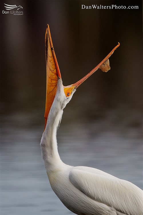 1am wh pel dan walters