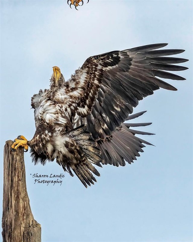 1sharonlandistalons aboveJuveagle