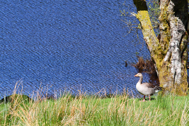 2Greylag Goose BrianSloan