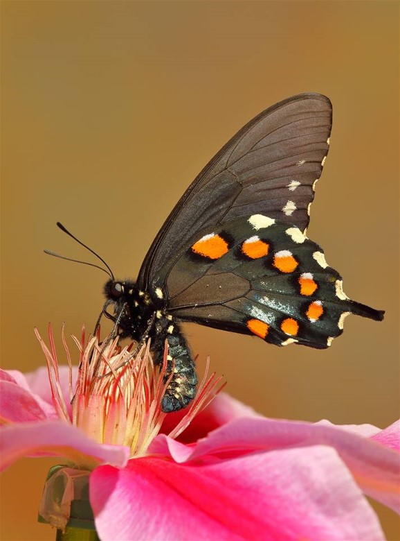 2Pipevine Swallowtail John Gerlach