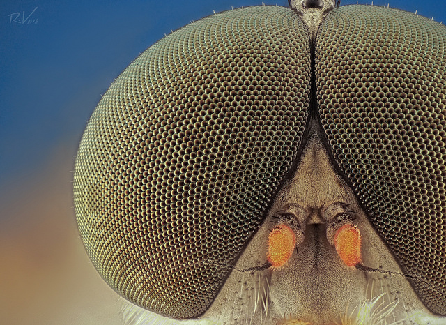 3snipe fly Robert Vierthaler