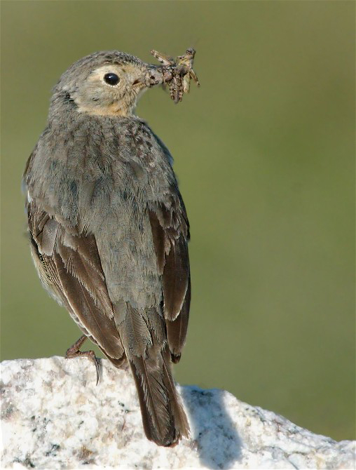 11PicasMarmotsBirds 024