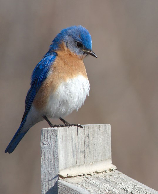 14BlBirdGHO 097b