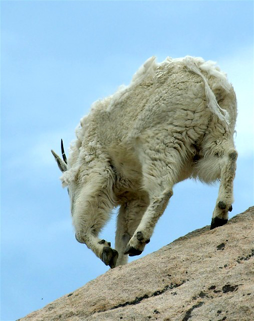 15PicasMarmotsBirds 109