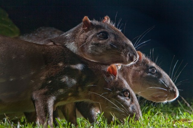 1bpacasSAmericaJimZuckerman